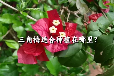 三角梅适合种植在哪里？