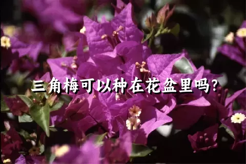 三角梅可以种在花盆里吗？