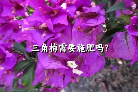 三角梅需要施肥吗？