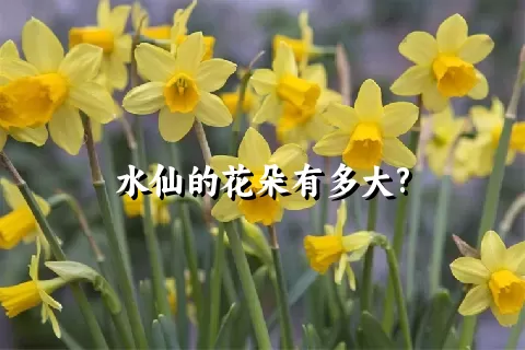 水仙的花朵有多大?