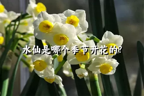 水仙是哪个季节开花的?