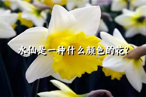 水仙是一种什么颜色的花?