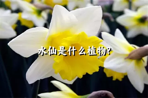 水仙是什么植物?