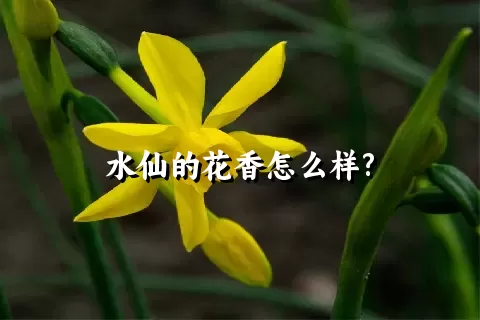 水仙的花香怎么样?