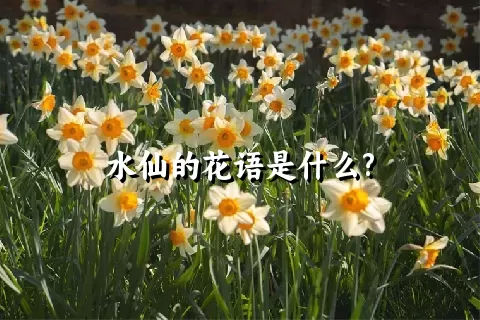 水仙的花语是什么?