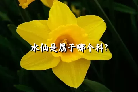 水仙是属于哪个科?