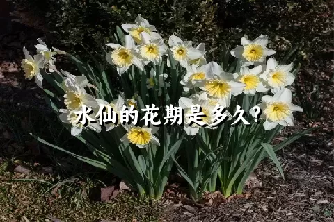 水仙的花期是多久?