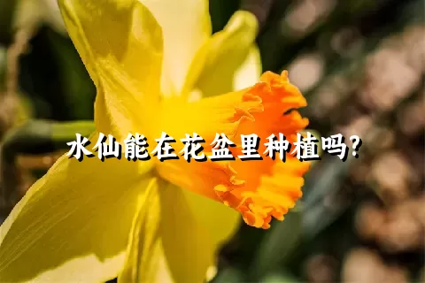 水仙能在花盆里种植吗?