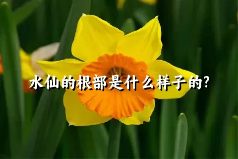 水仙的根部是什么样子的?