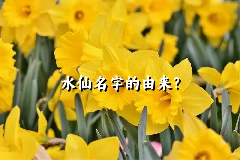 水仙名字的由来？