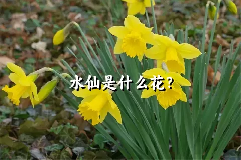 水仙是什么花？