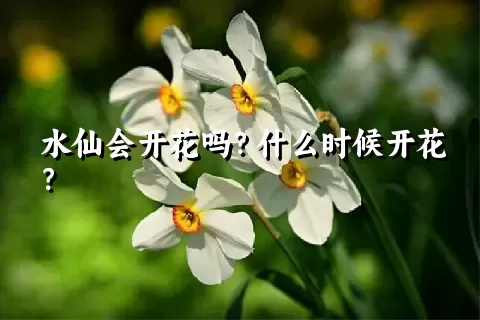 水仙会开花吗？什么时候开花？