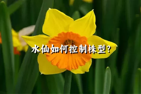 水仙如何控制株型？