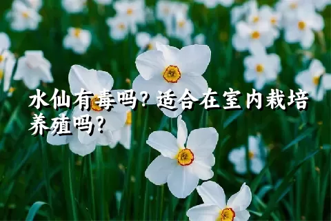 水仙有毒吗？适合在室内栽培养殖吗？