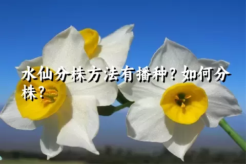 水仙分株方法有播种？如何分株？