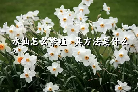 水仙怎么繁殖，其方法是什么？