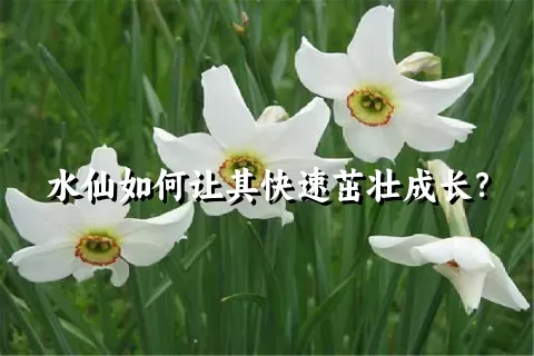 水仙如何让其快速茁壮成长？