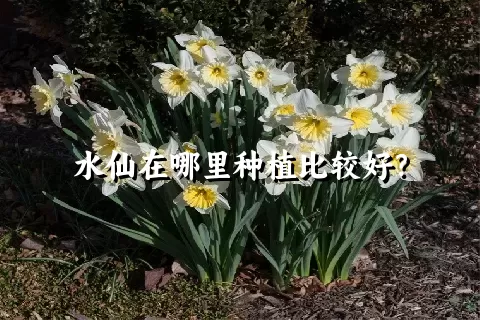 水仙在哪里种植比较好？