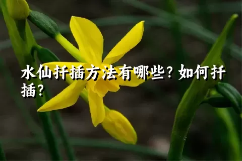 水仙扦插方法有哪些？如何扦插？