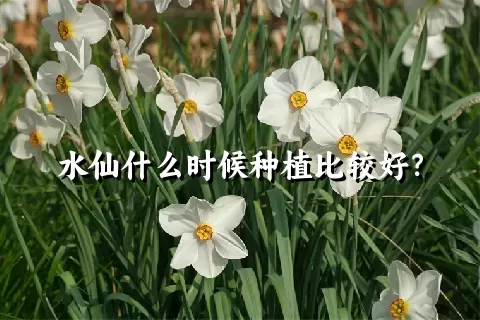 水仙什么时候种植比较好？