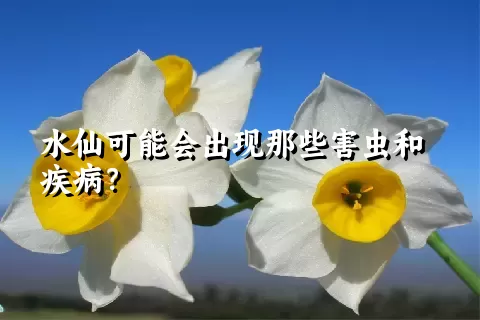 水仙可能会出现那些害虫和疾病？