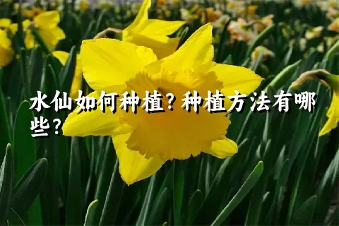 水仙如何种植？种植方法有哪些？