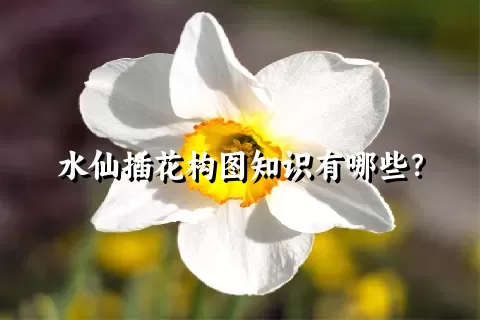 水仙插花构图知识有哪些？