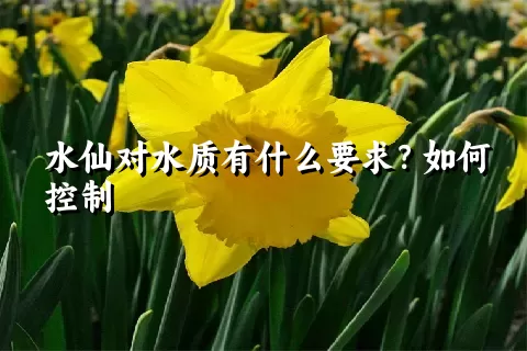 水仙对水质有什么要求？如何控制