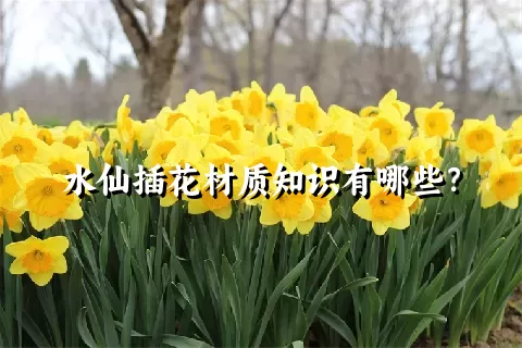 水仙插花材质知识有哪些？