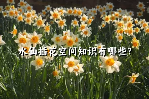 水仙插花空间知识有哪些？