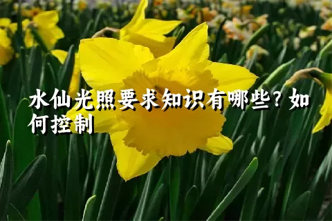 水仙光照要求知识有哪些？如何控制