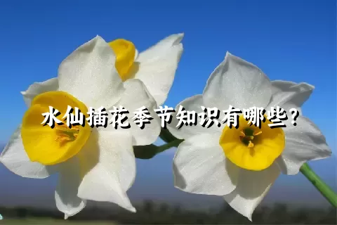 水仙插花季节知识有哪些？