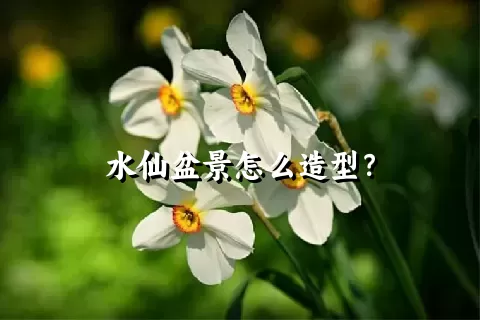 水仙盆景怎么造型？