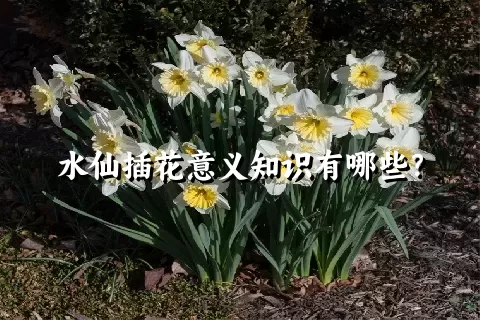 水仙插花意义知识有哪些？