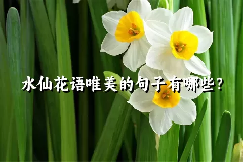 水仙花语唯美的句子有哪些？