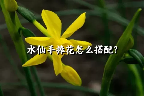 水仙手捧花怎么搭配？