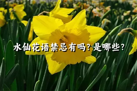 水仙花语禁忌有吗？是哪些？