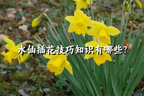 水仙插花技巧知识有哪些？