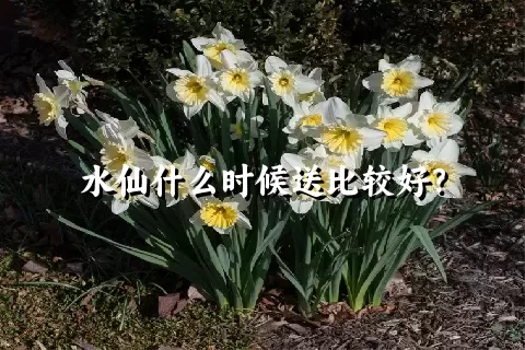 水仙什么时候送比较好？