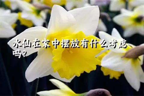 水仙在家中摆放有什么考虑吗？