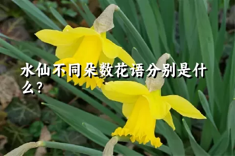 水仙不同朵数花语分别是什么？