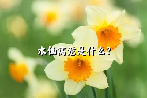 水仙寓意是什么？