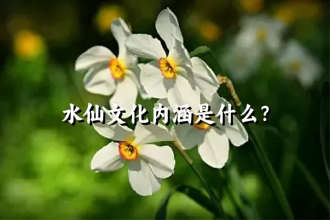 水仙文化内涵是什么？