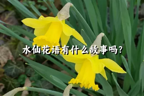 水仙花语有什么故事吗？