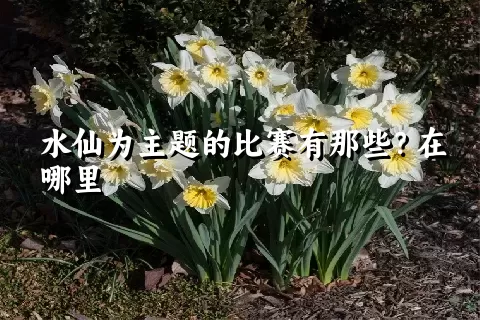 水仙为主题的比赛有那些？在哪里