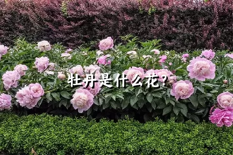 牡丹是什么花？