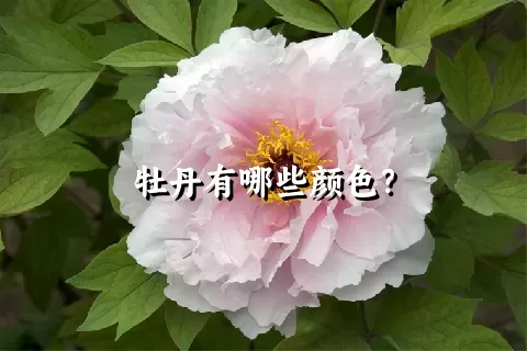 牡丹有哪些颜色？