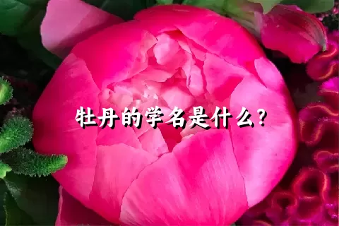 牡丹的学名是什么？