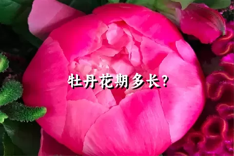 牡丹花期多长？