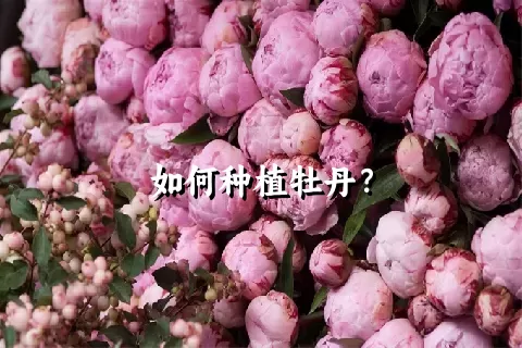 如何种植牡丹？